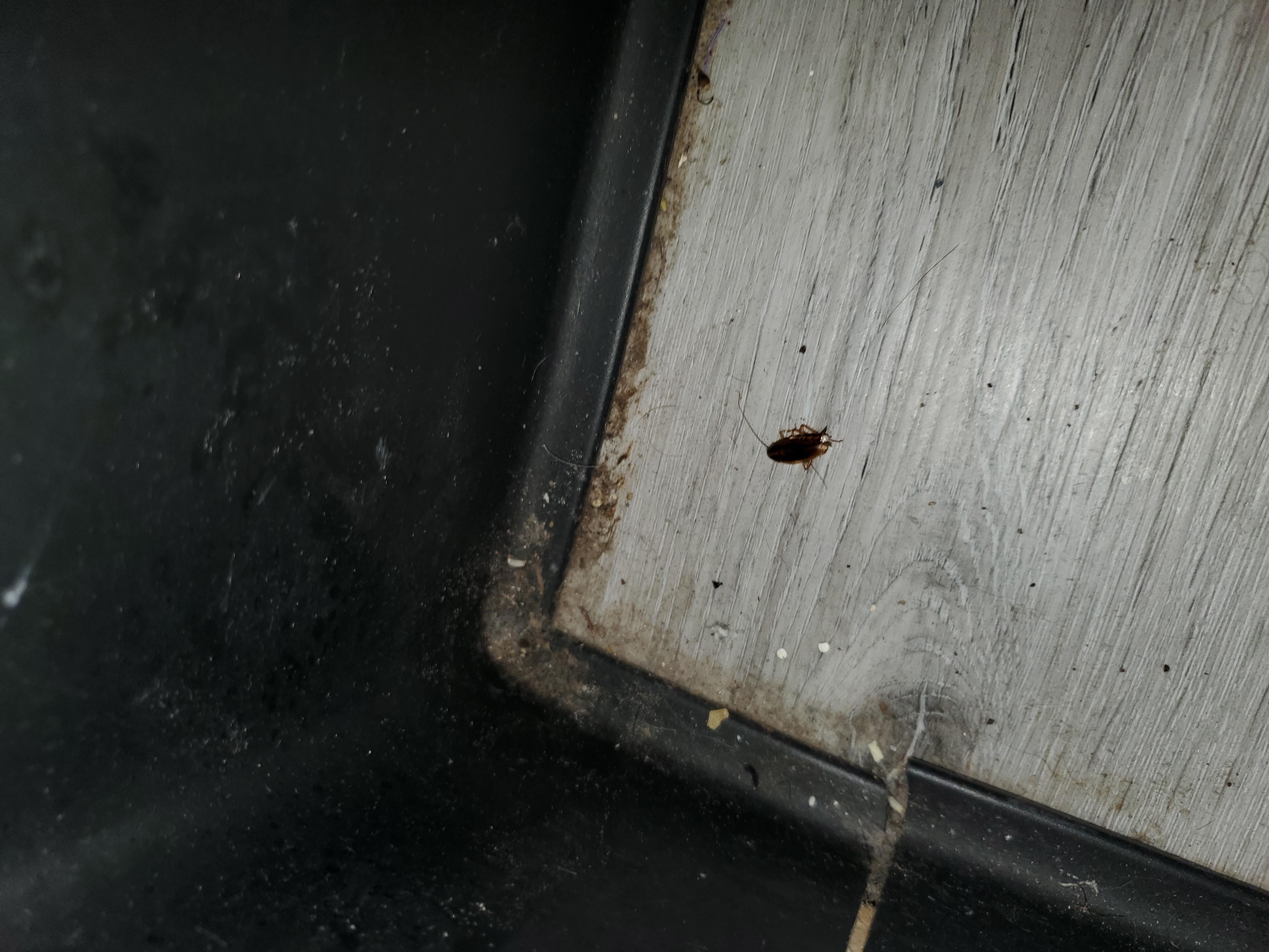 Roach we killed