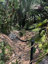 Jungle surroundings