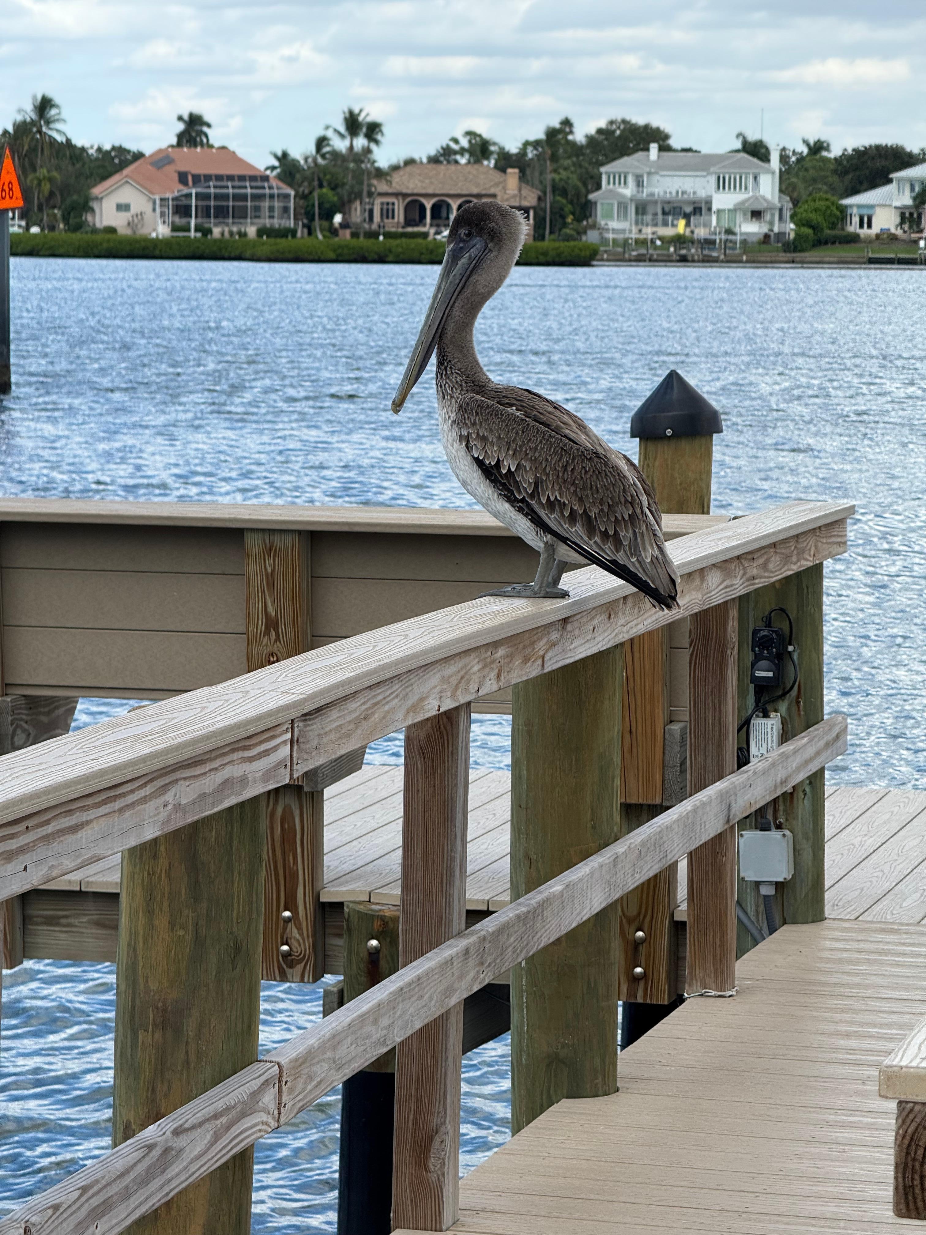 Speaking to a gentleman familiar with the area, this is successor to George who previously stood watch at the bay pier,