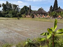 Rice field next door