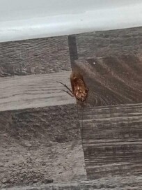 1 of many large bugs