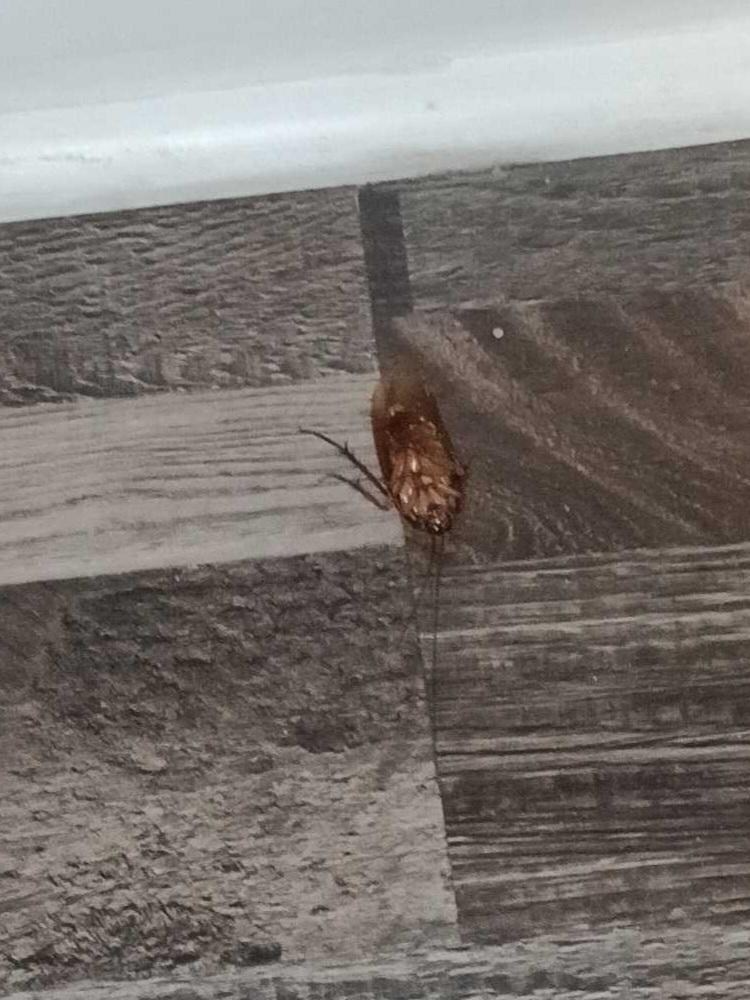 1 of many large bugs 