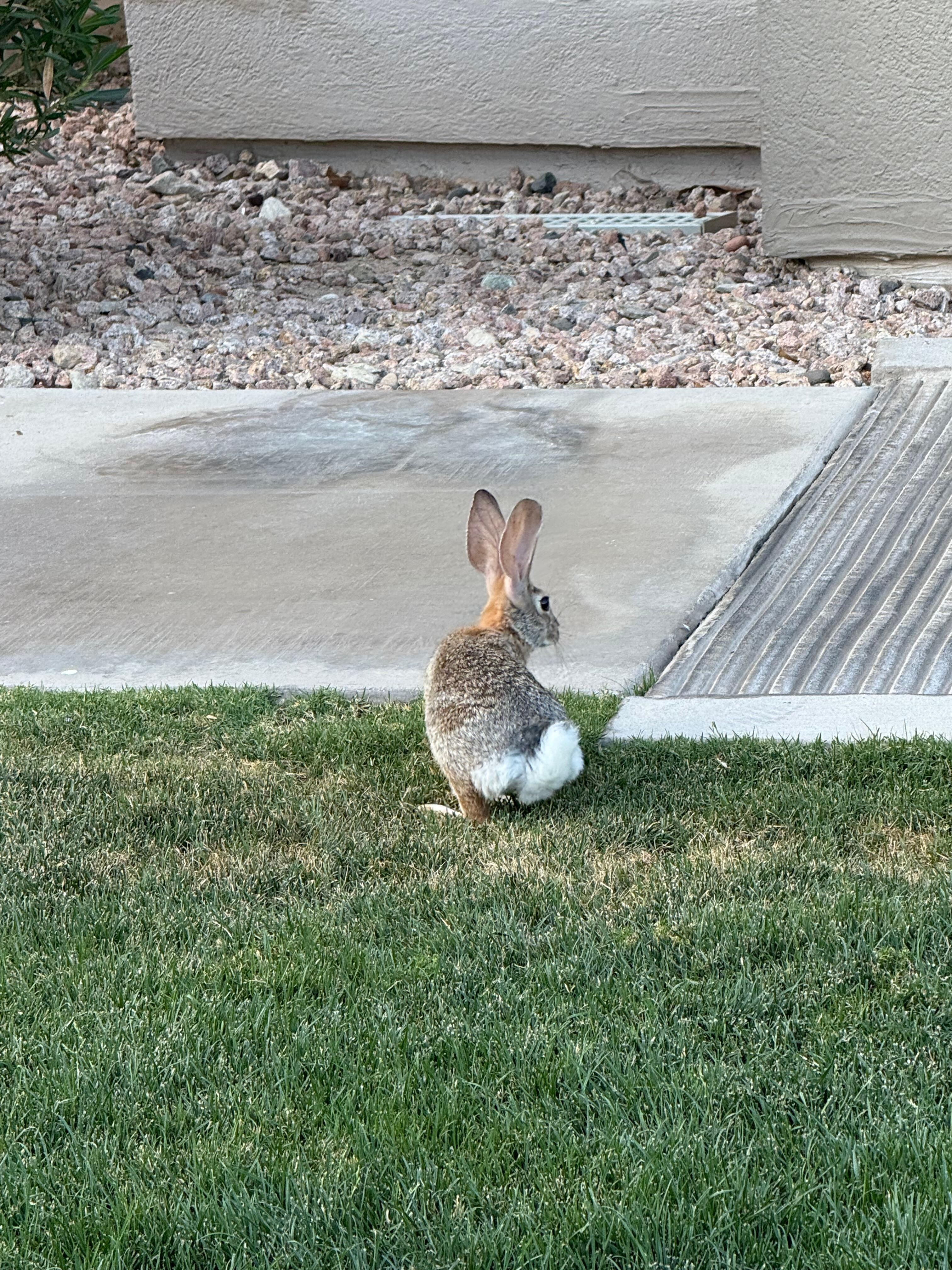 Unofficial greeter named Jack…