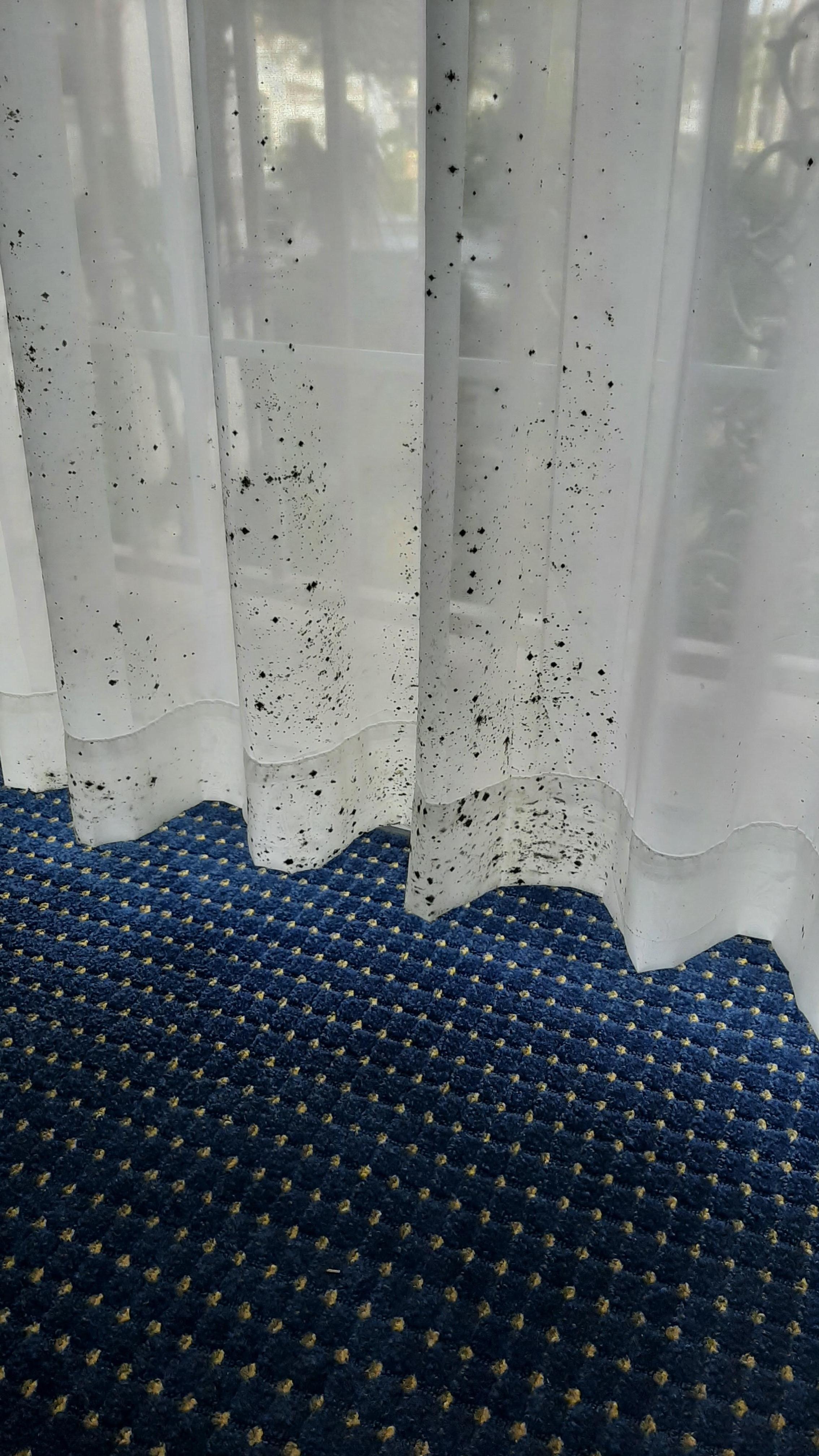 Moldy Curtain