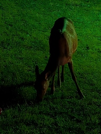 This elk was casually grazing under the porch