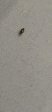 I want to say it was a dust bug ..