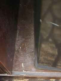 Dust everywhere and this was next to the fridge