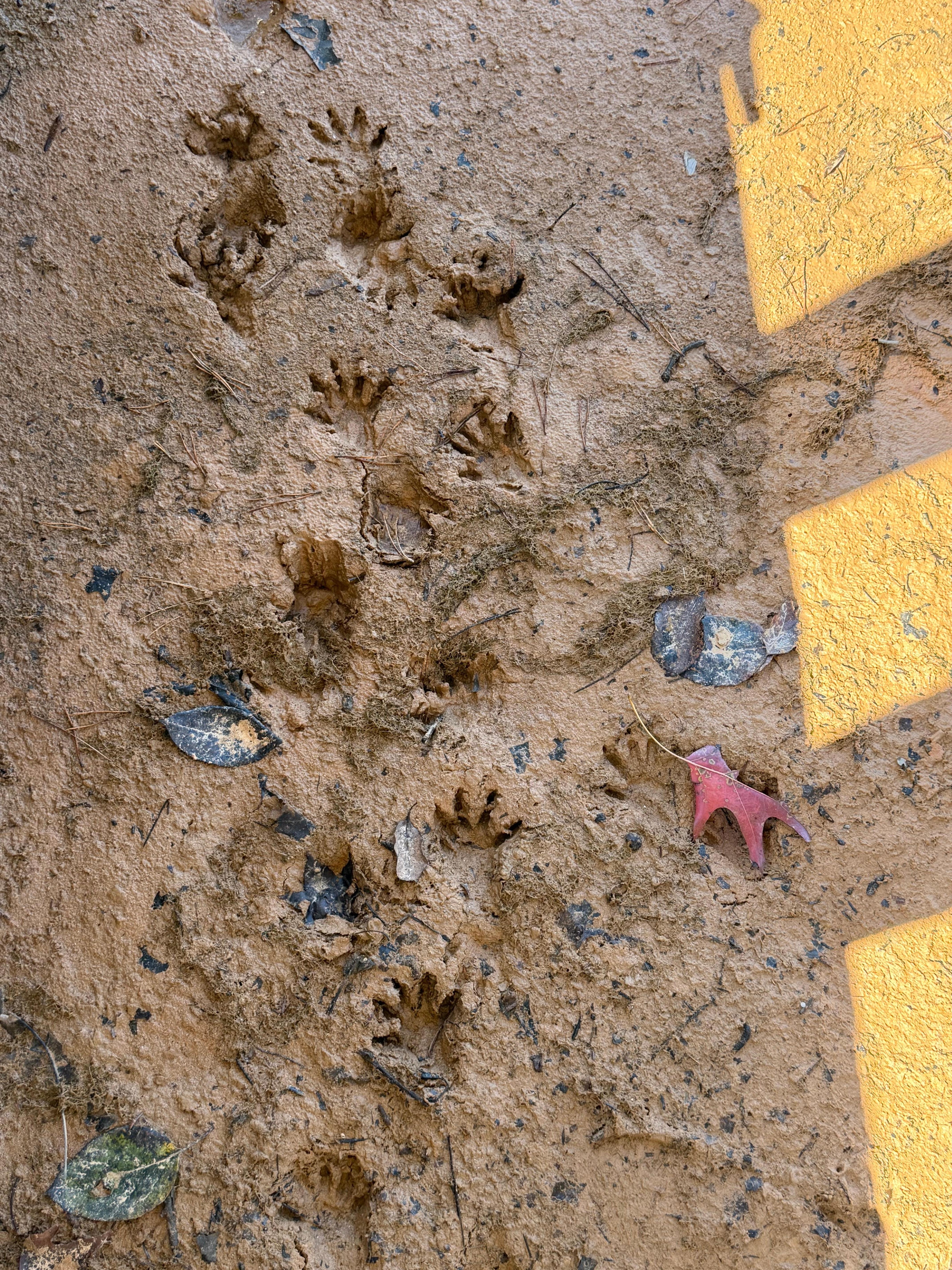 Racoon tracks on the shore