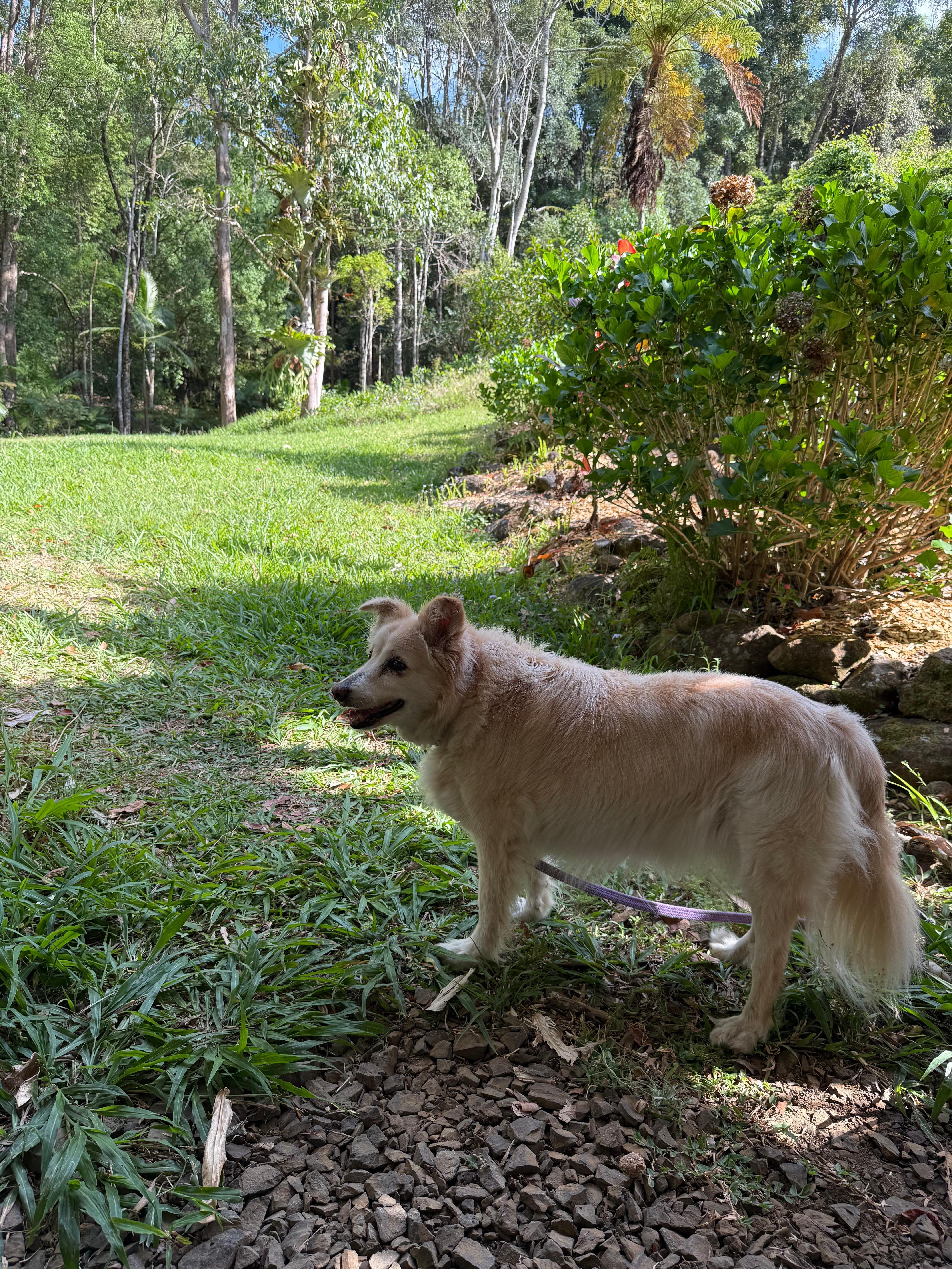 Bailey surveying the scene