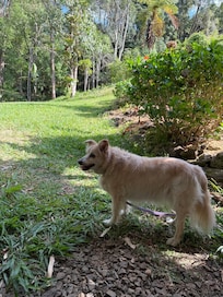 Bailey surveying the scene