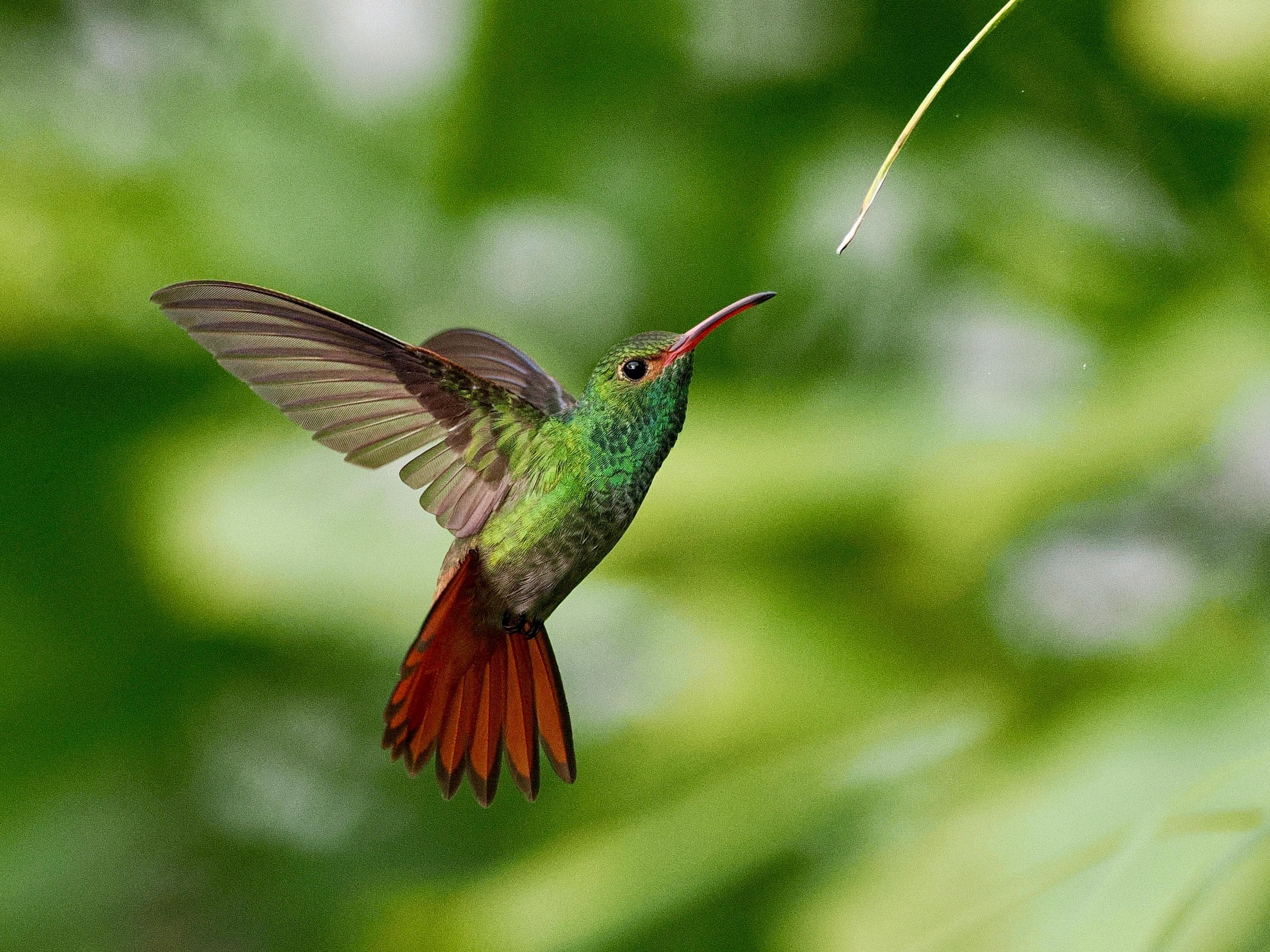Hummingbird near the patio