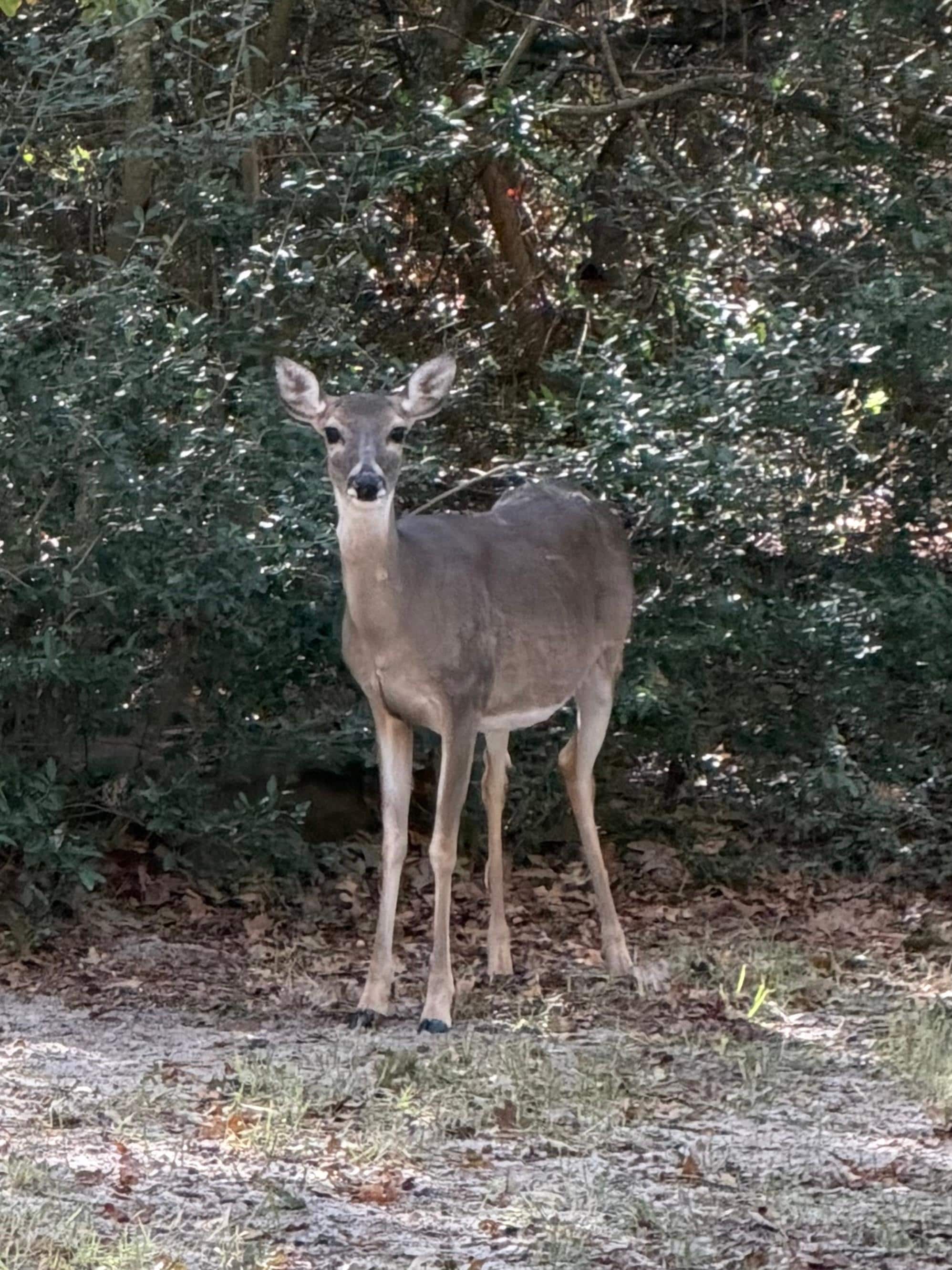 A backyard visitor. 