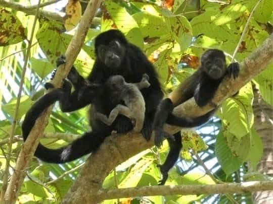 Monkeys on the backyard tree
