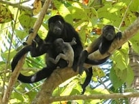 Monkeys on the backyard tree