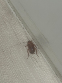 Just one of the cockroaches we encountered in the room.