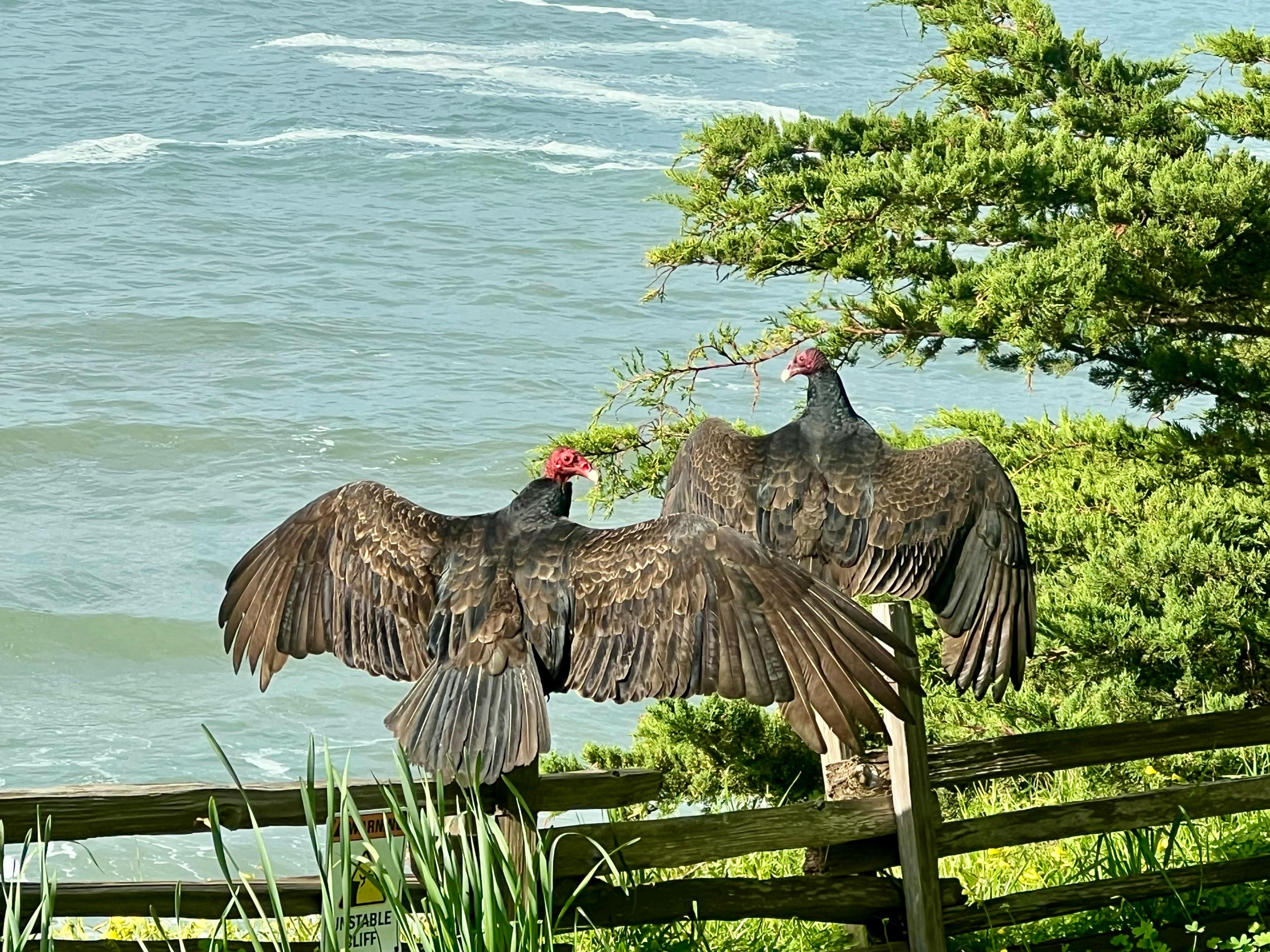 Looking out the dining window to see these 2 warming up