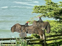 Looking out the dining window to see these 2 warming up