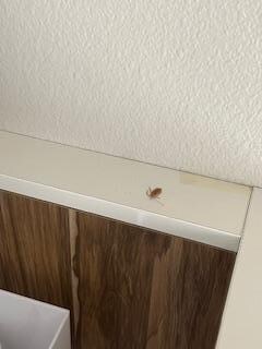 roach on top of the bed