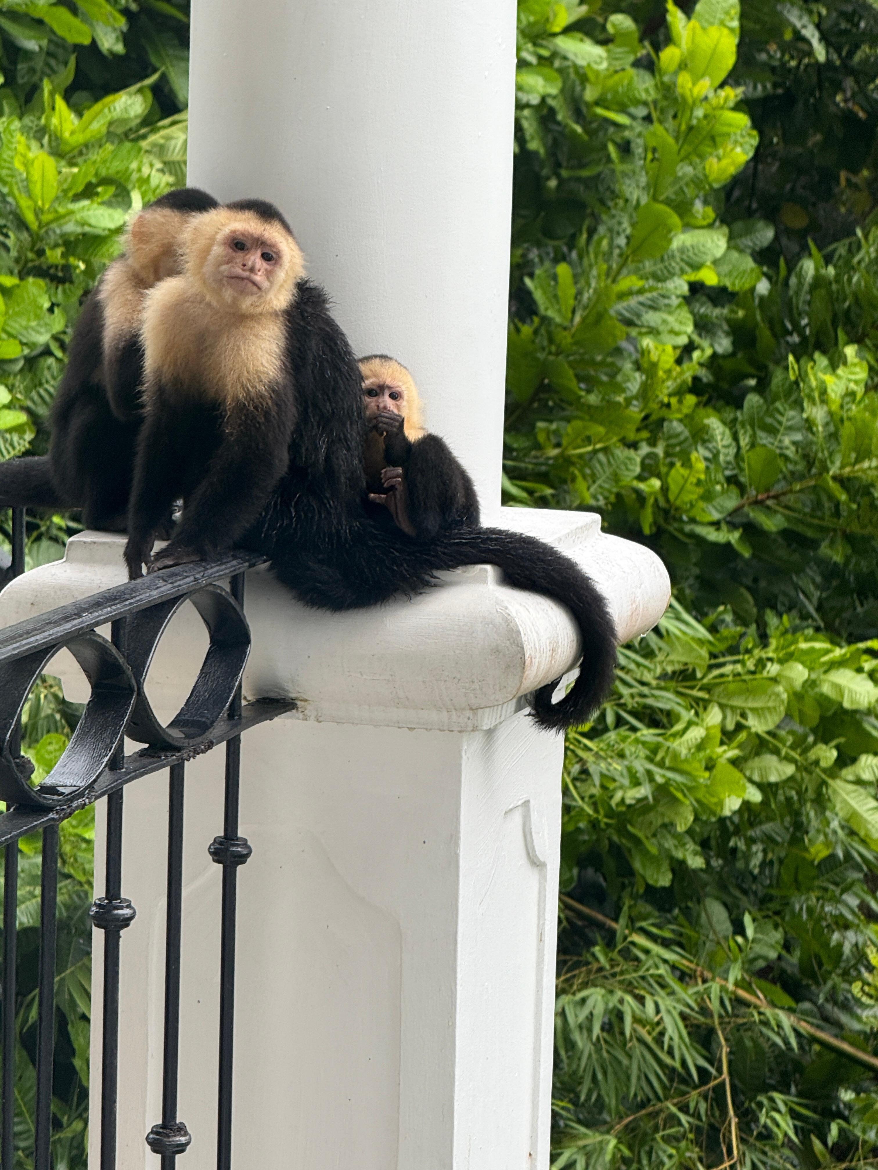 Monkeys on the Lanai next to our room.