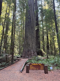 Founders Tree