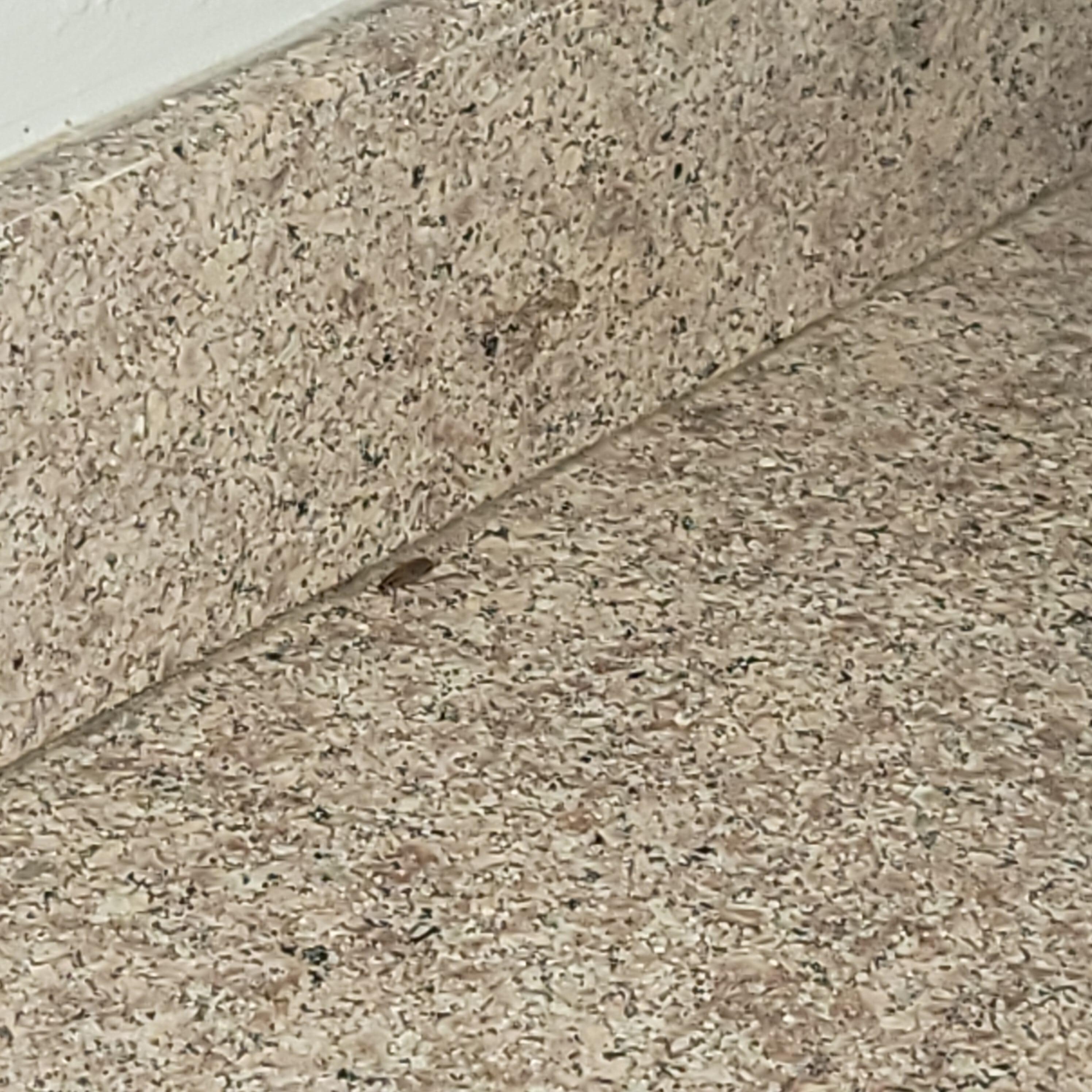 Roach in room