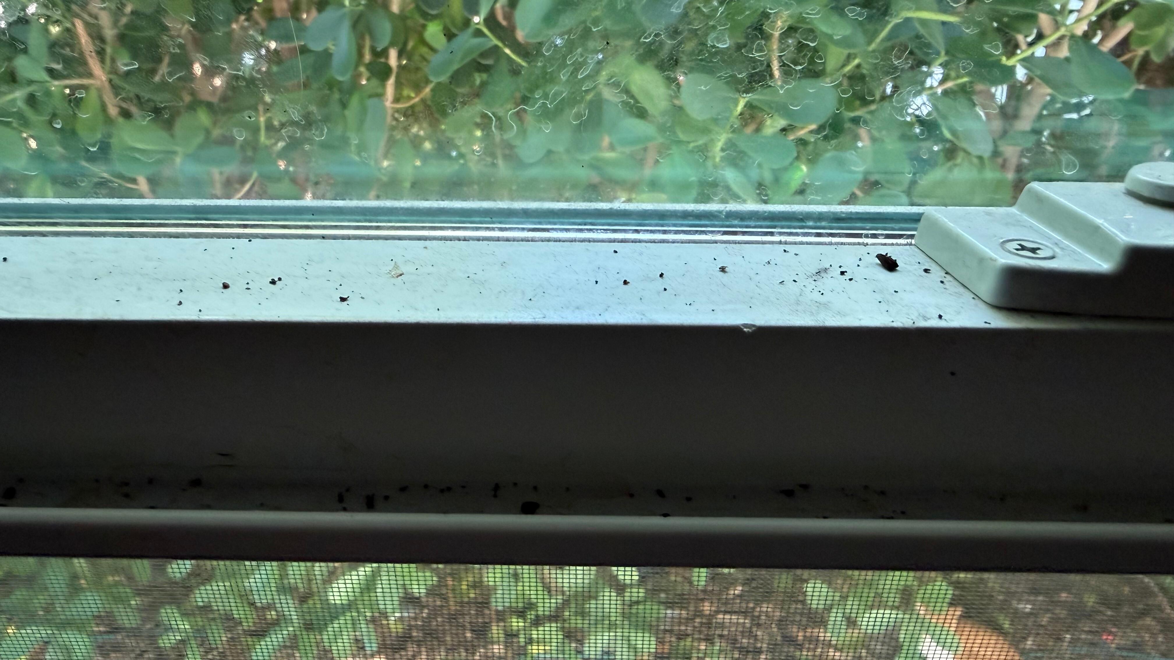When I looked at the window in the bedroom next to my bed there was black dirt and dead bugs all frame. 