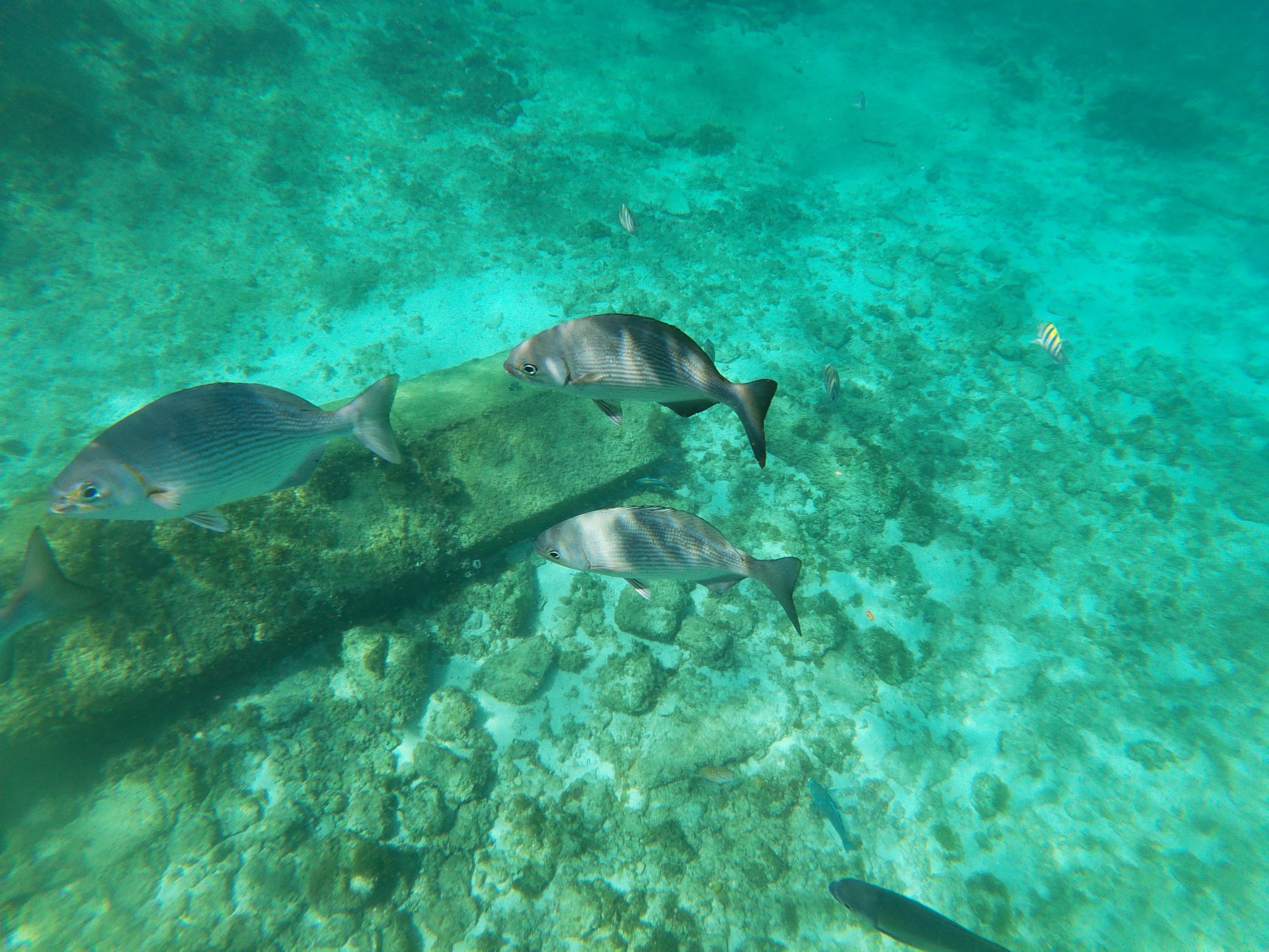 Perfect diving and snorkeling 