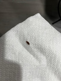 Roaches