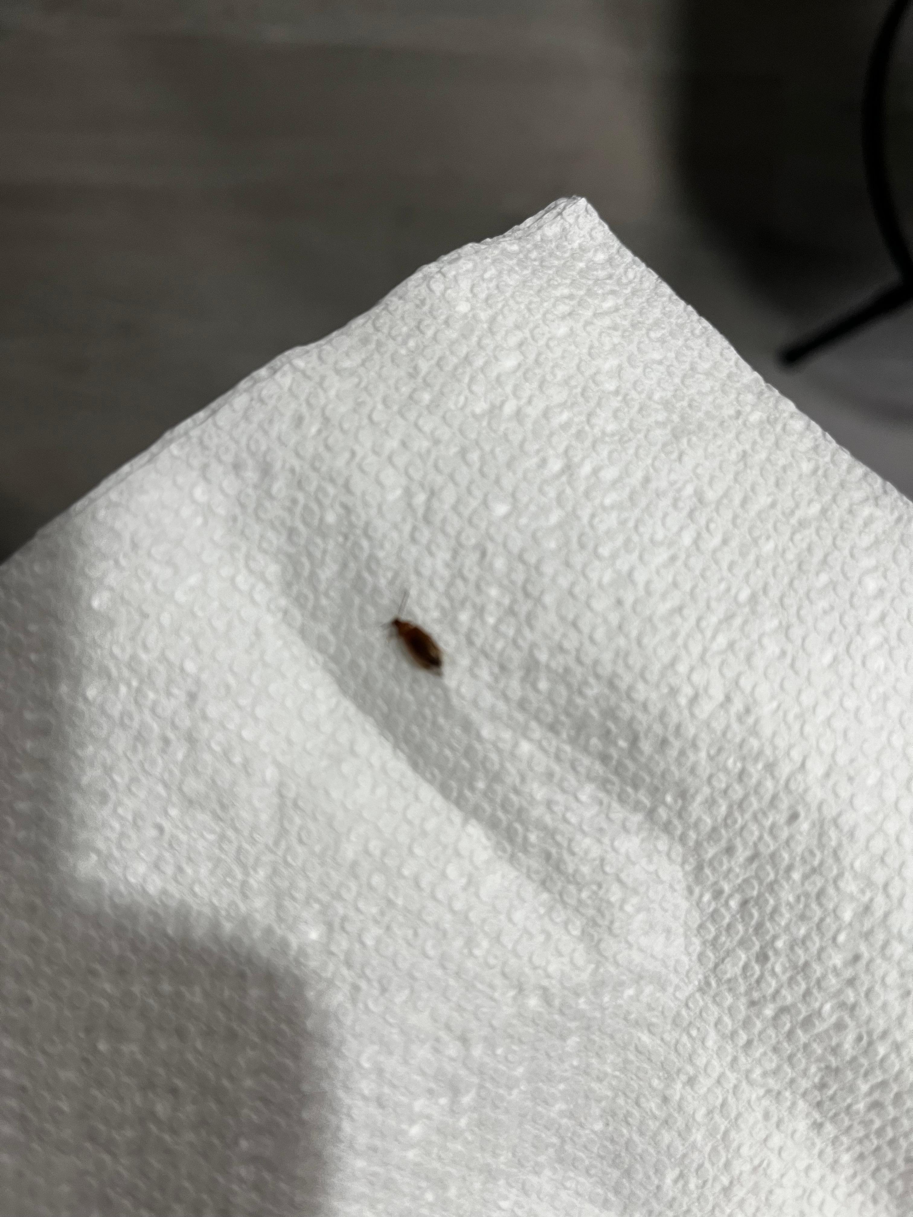 Roaches