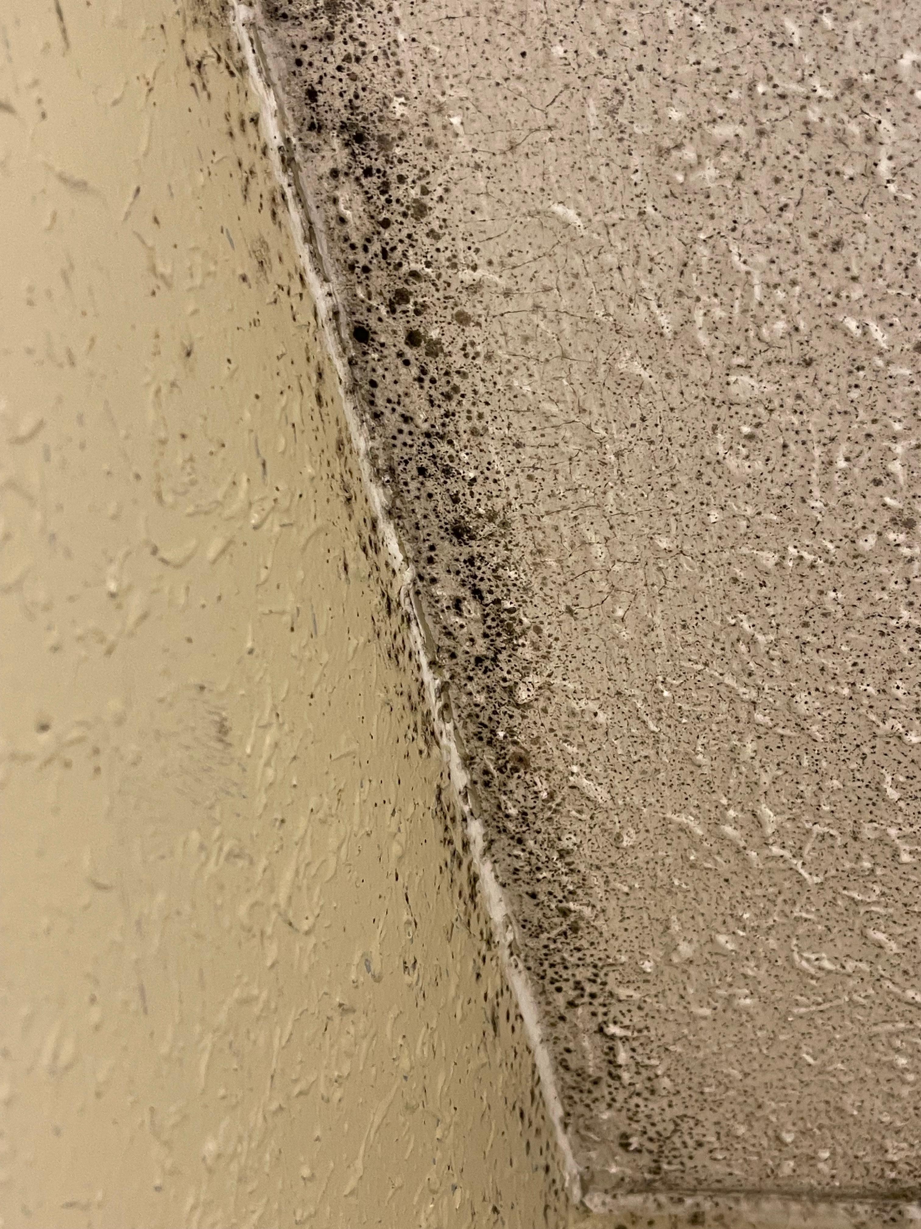 black mold