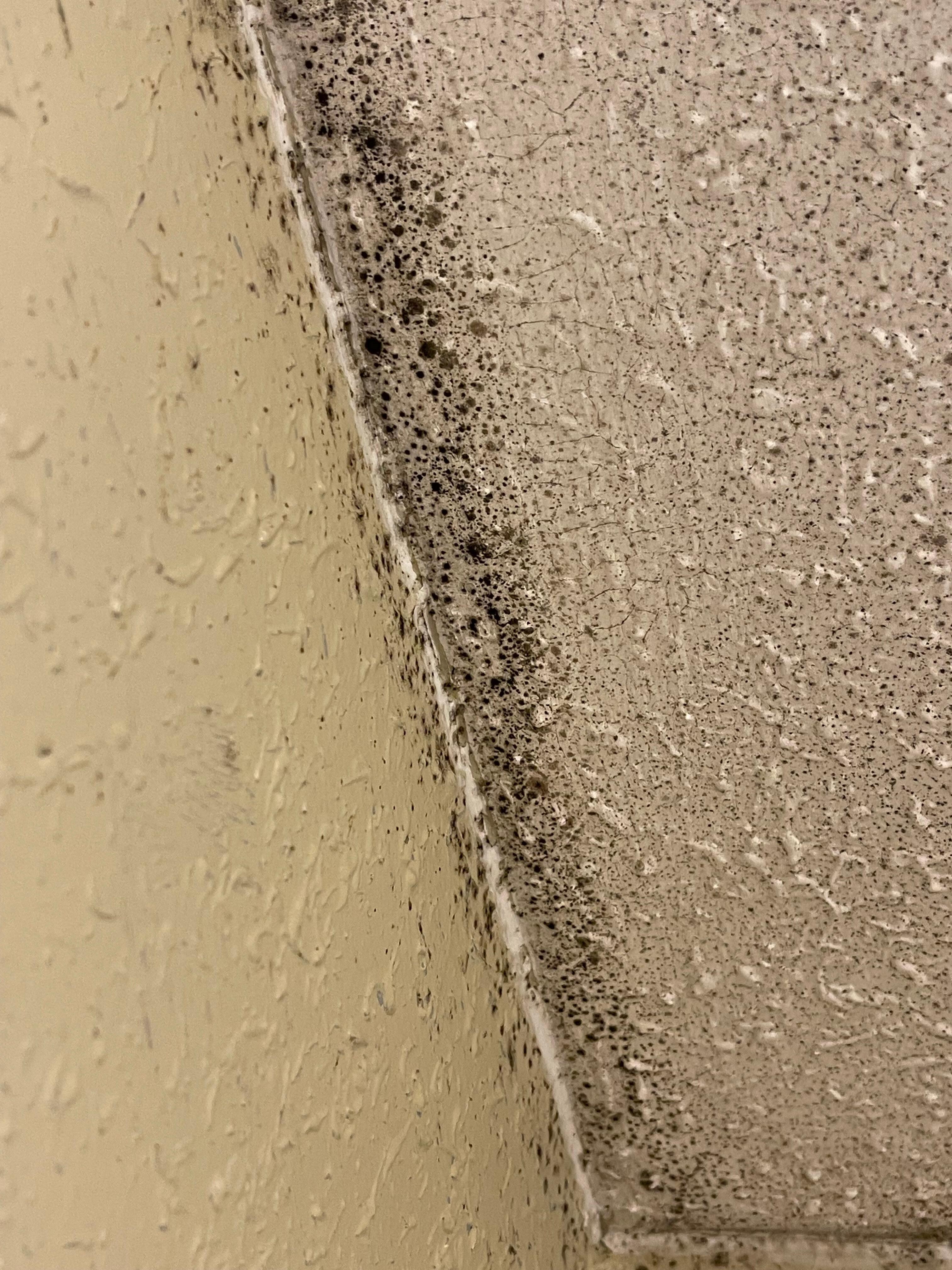 black mold 