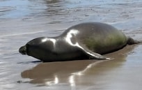 Young male monk seal, 2-3 years old.