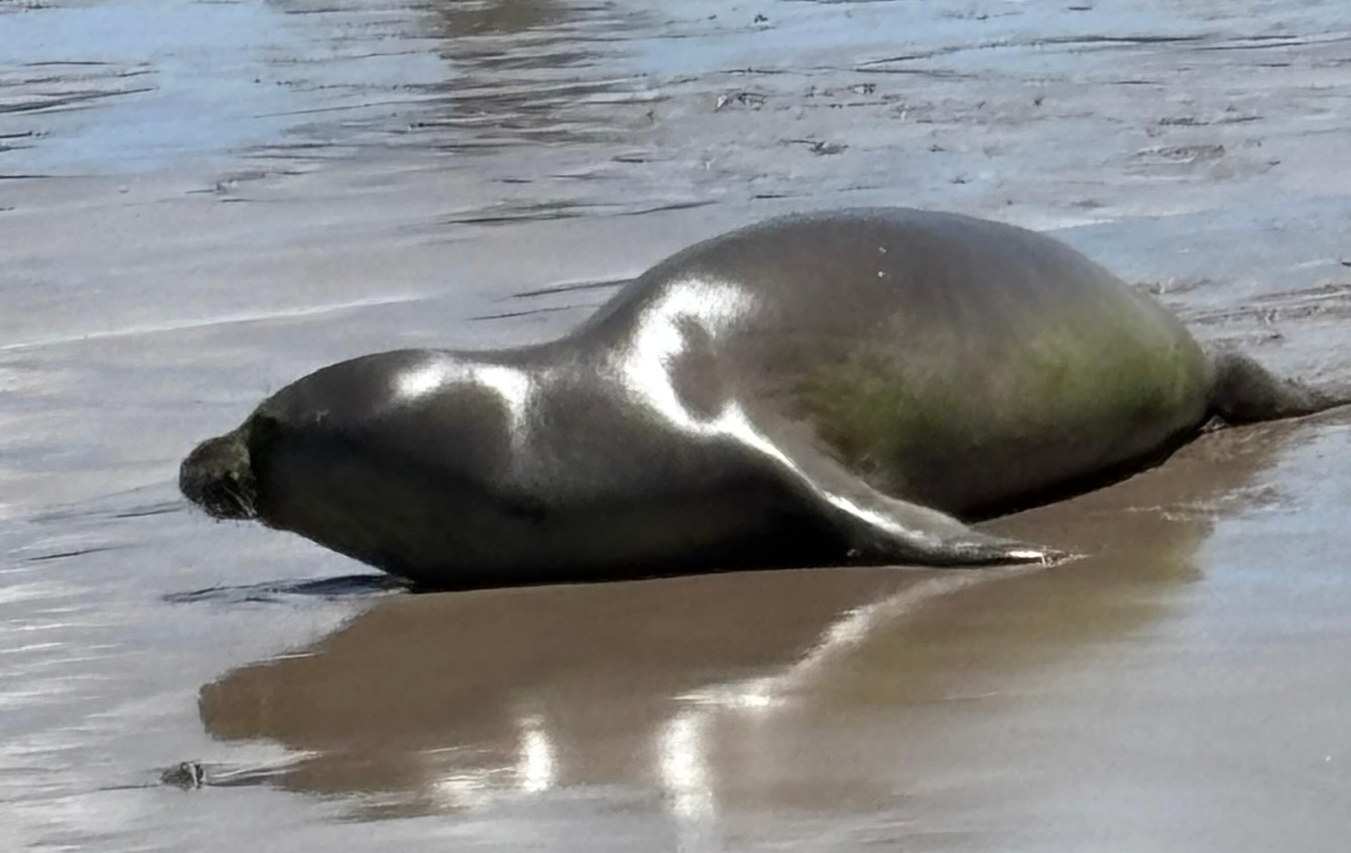 Young male monk seal, 2-3 years old. 