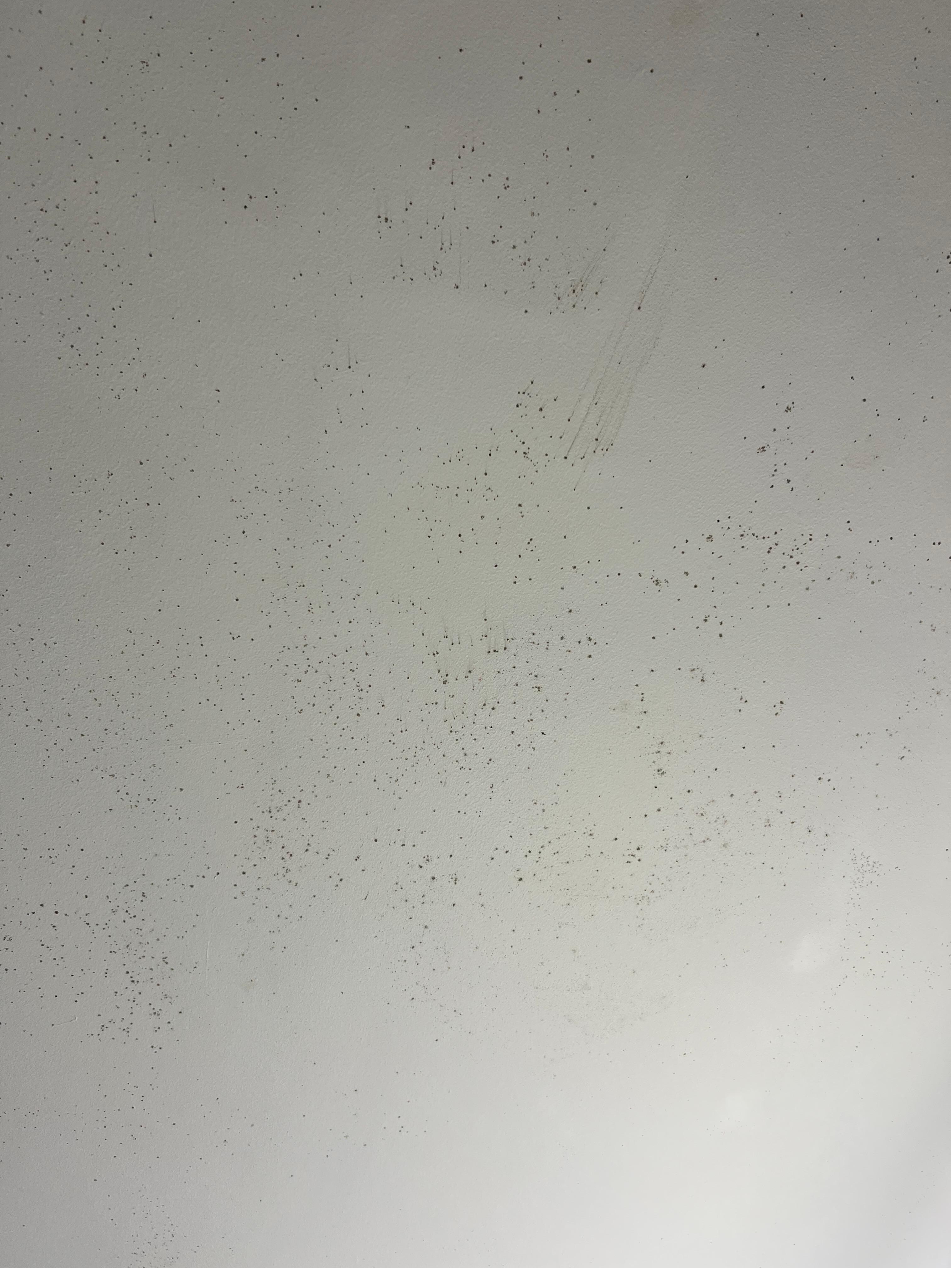 Mold spots on bathroom ceiling
