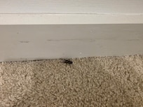 Cockroach in the laundry room and another under the kitchen sink...honest !