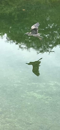 Birds from dock