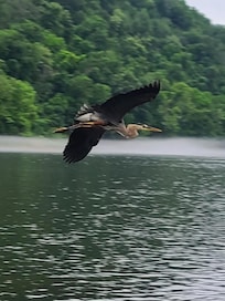 Fellow fisher. Amazing to watch.