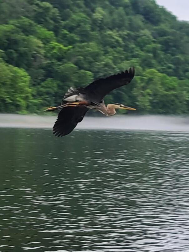 Fellow fisher. Amazing to watch. 