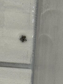 Spider in the bathroom near bathroom commode.