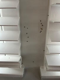The ants between windows.
