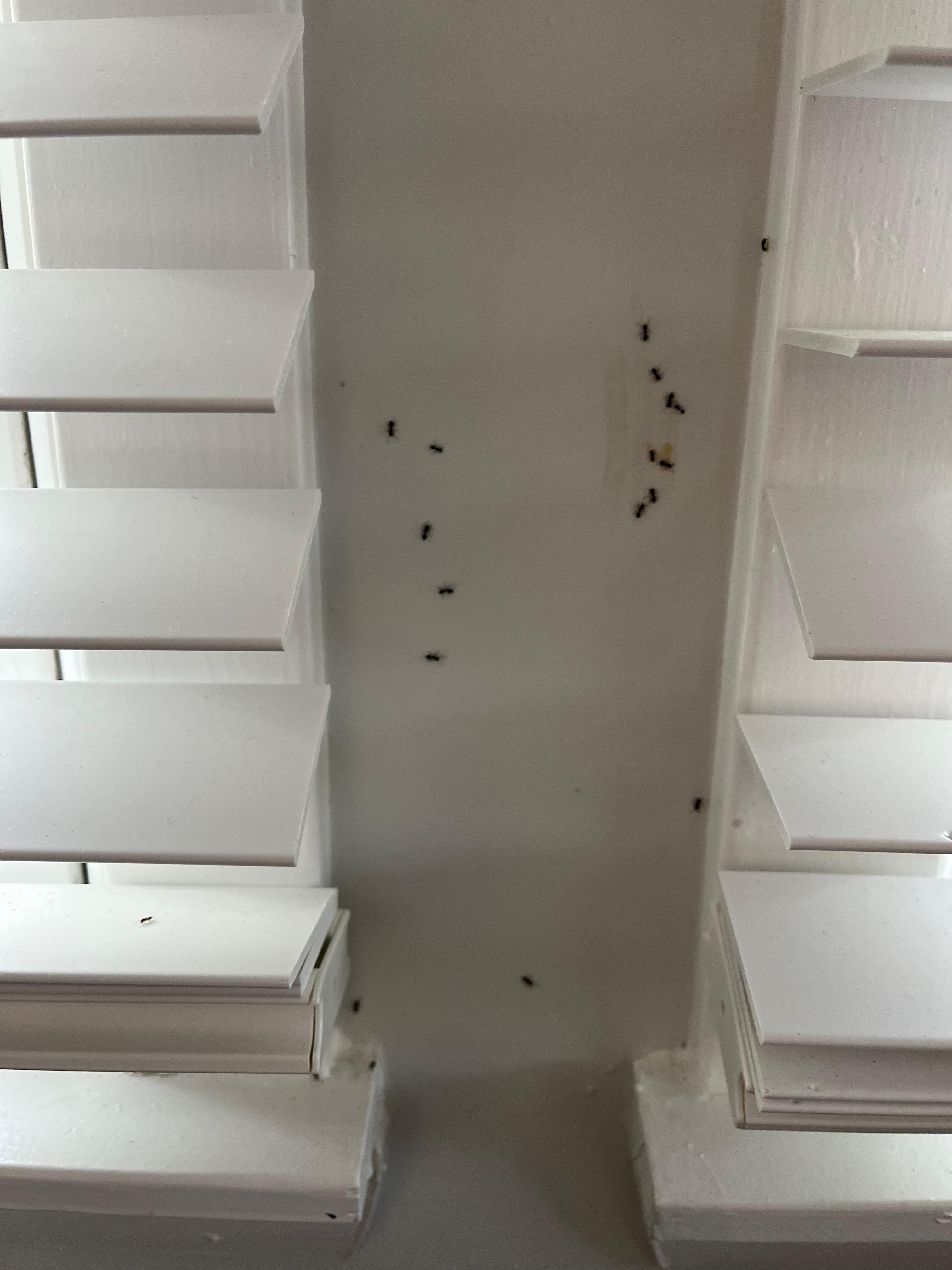 The ants between windows. 
