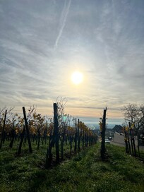 In den Weinbergen morgens