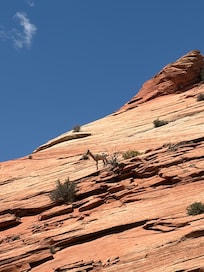 We got to see a couple elusive big horn sheep!