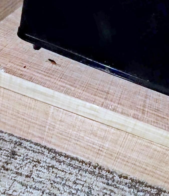 Cockroaches crawling  around the mini fridge 