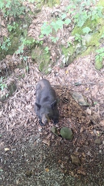Bear #1 outside cabin "Buddy"