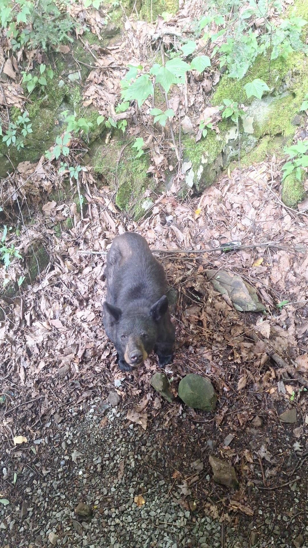 Bear #1 outside cabin "Buddy"