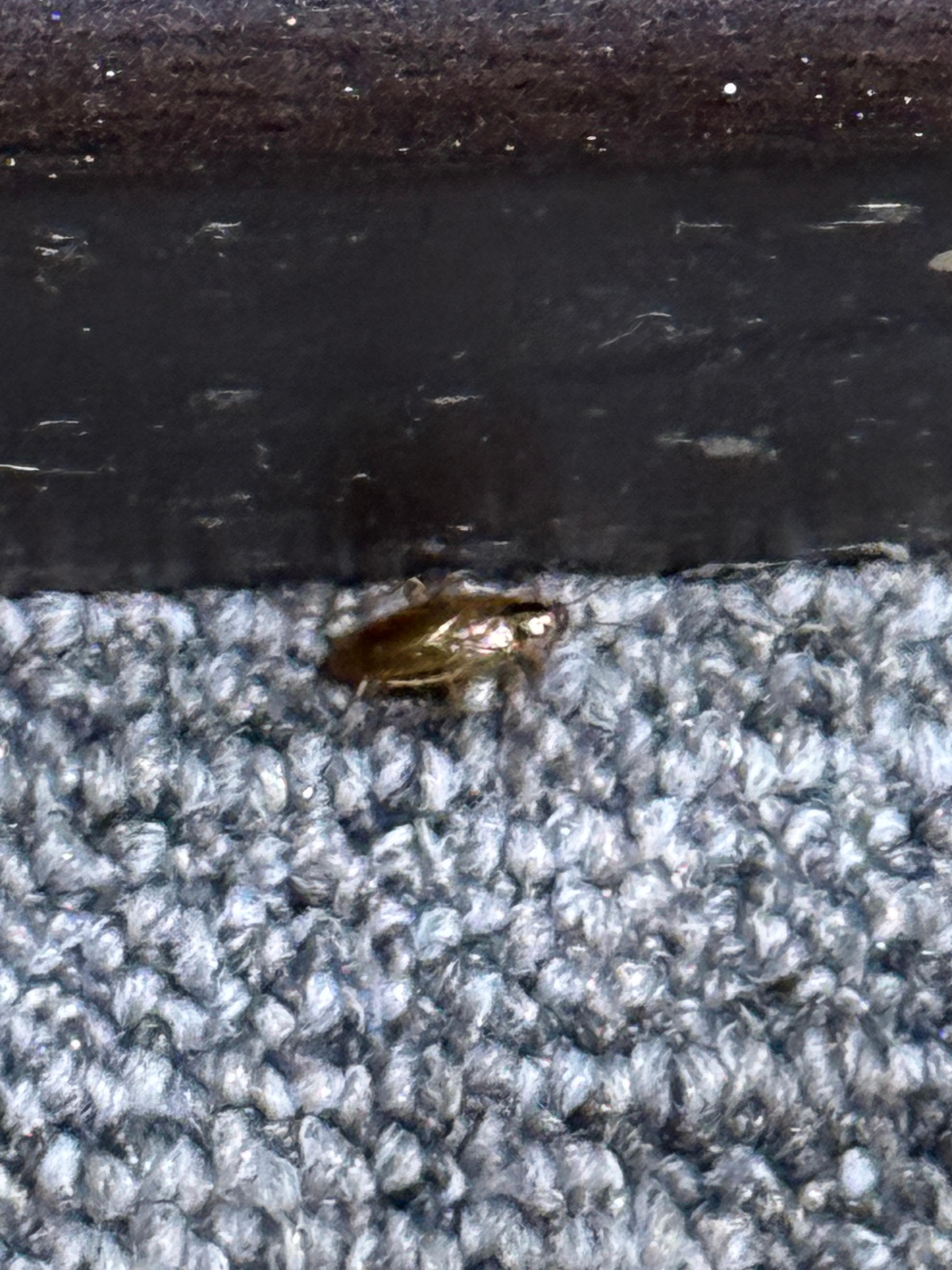 Loads of small animals. 