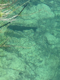 Huge catfish, such clear beautiful water.