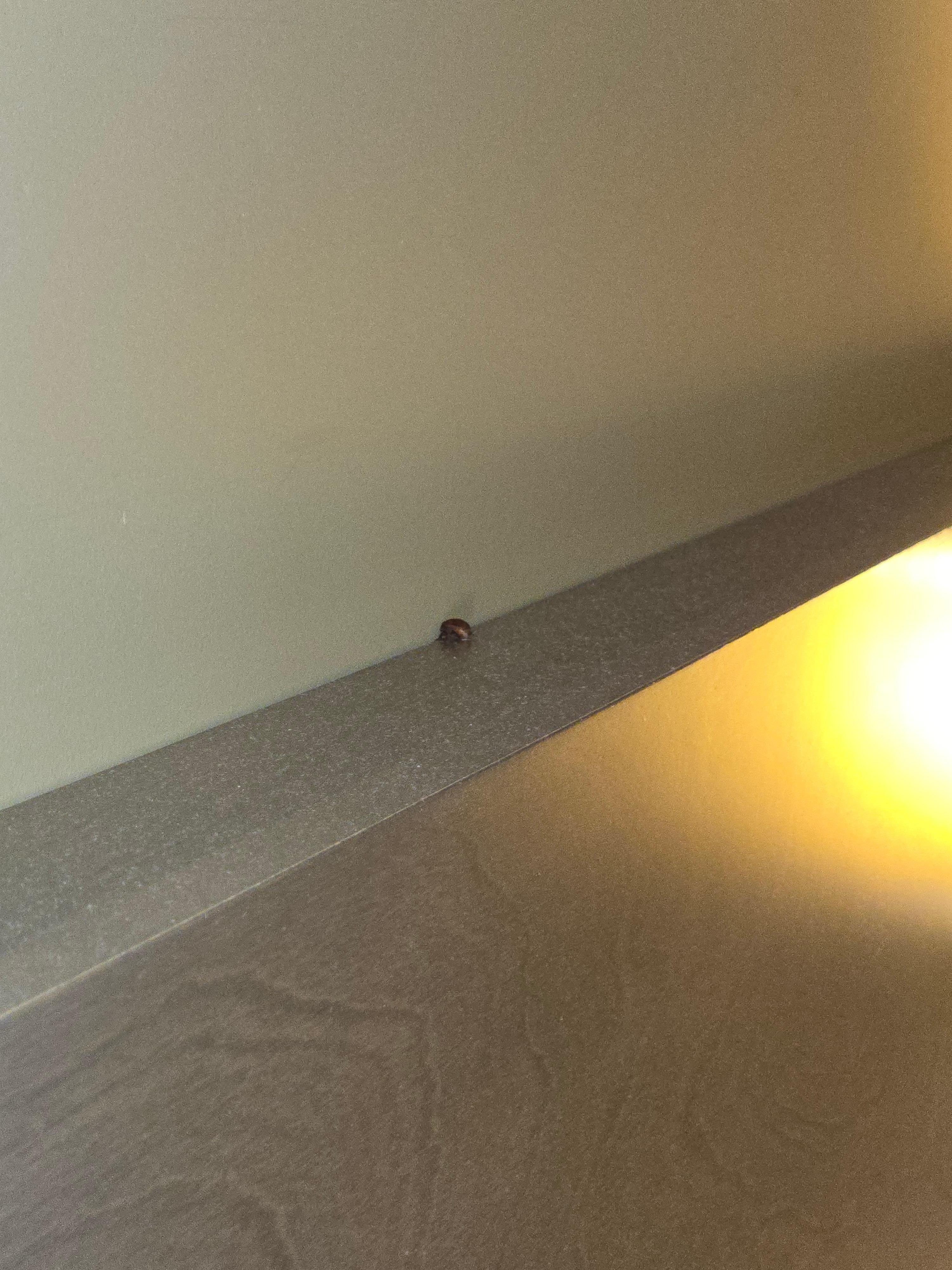 Room 317, carpet beetle?