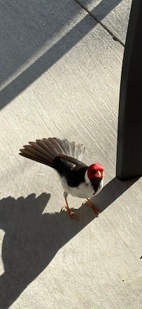 Yellow billed cardinal